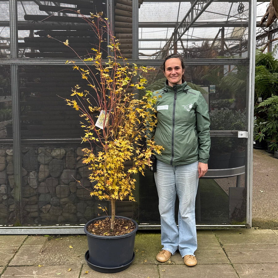 Acer Pal. Sangokaku - Trees - Windyridge Garden Centre