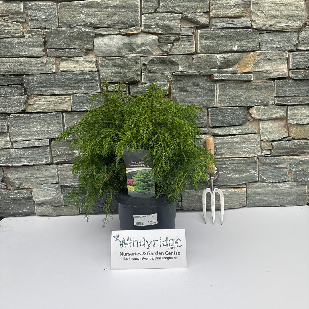 Cryptomeria j. Elegans Viridis  40-50 CM C5