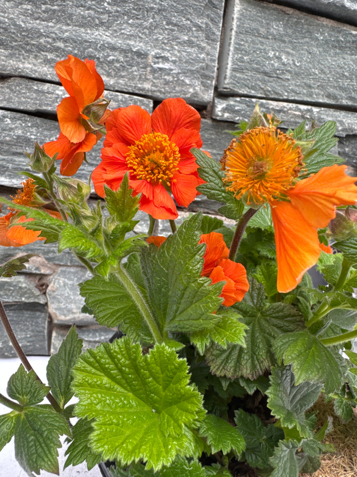 GEUM 'Cocktail Sea Breeze'