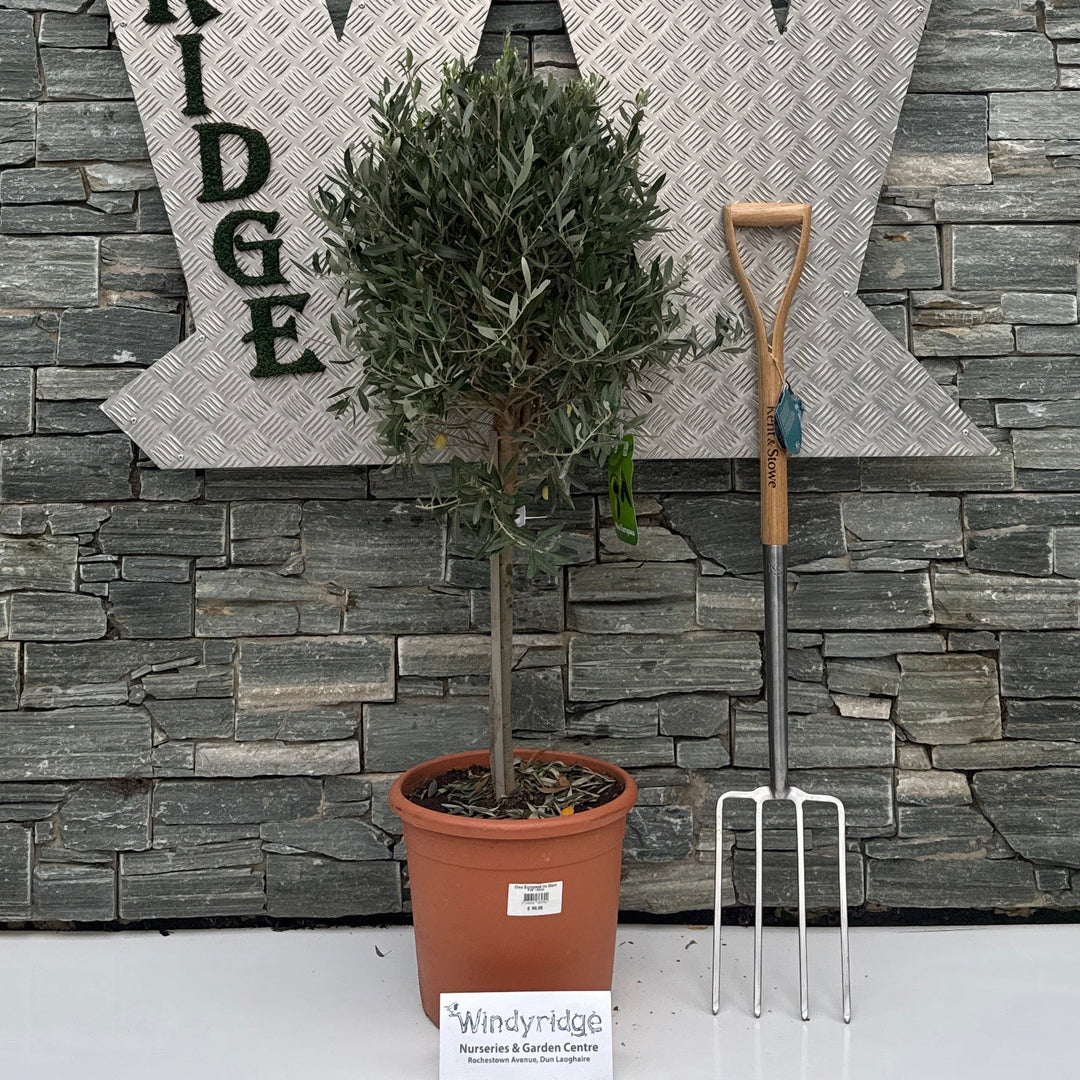 Olea Europaea on Stem P30 130cm