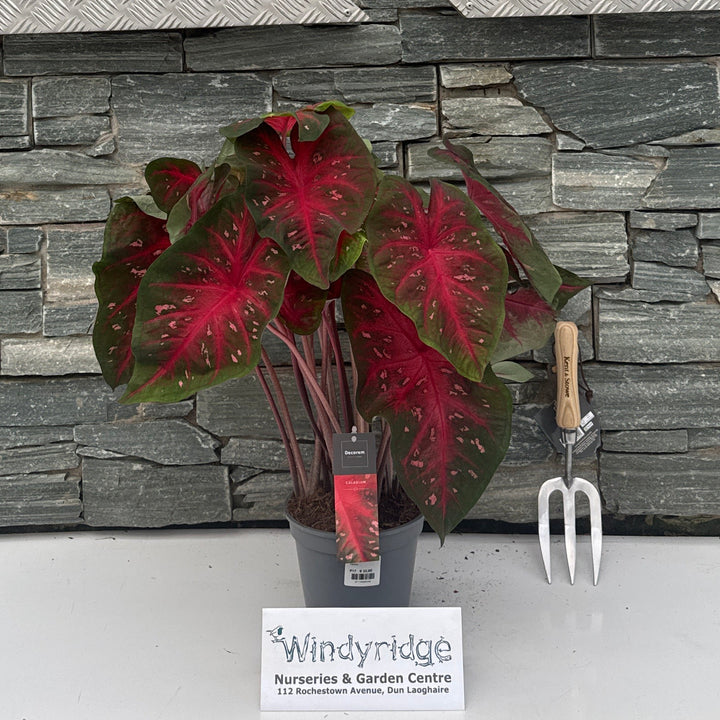 Caladium decorum red