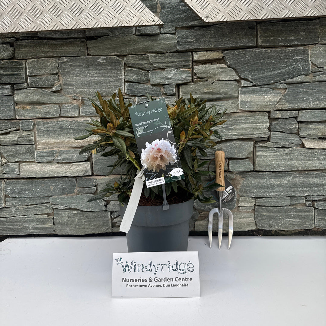 Rhododendron roxieanum Blewbury