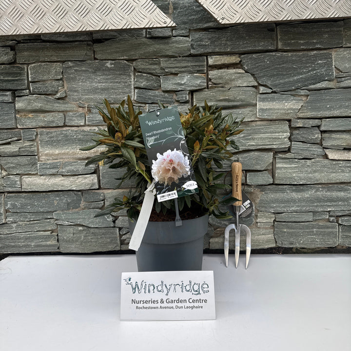 Rhododendron roxieanum Blewbury