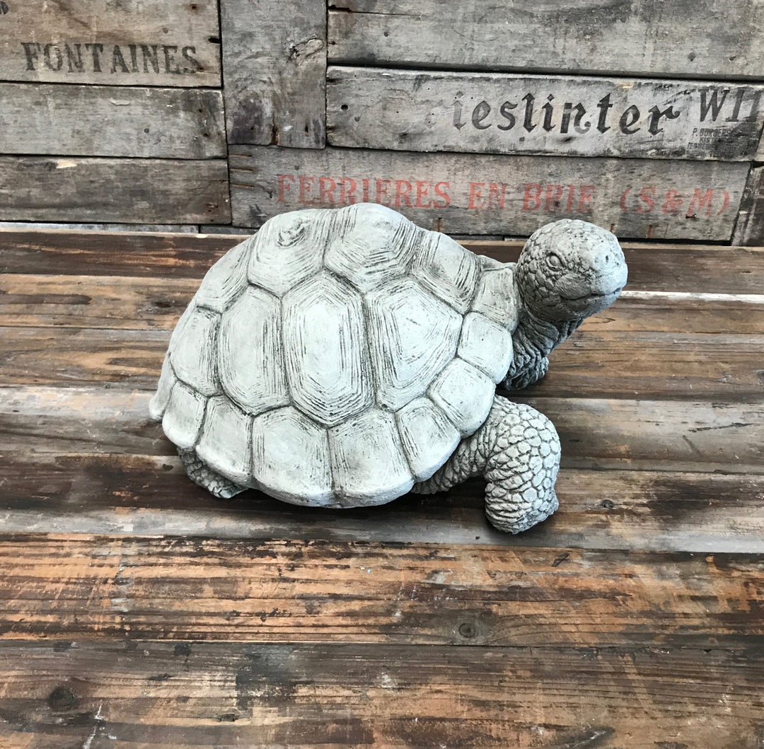 Large Tortoise
