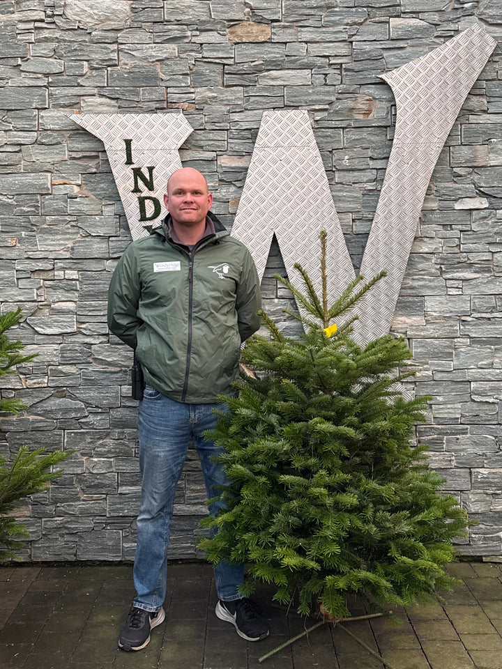 Real Christmas Tree Nordman Fir Yellow Tag 4Ft - Christmas Trees - Windyridge Garden Centre