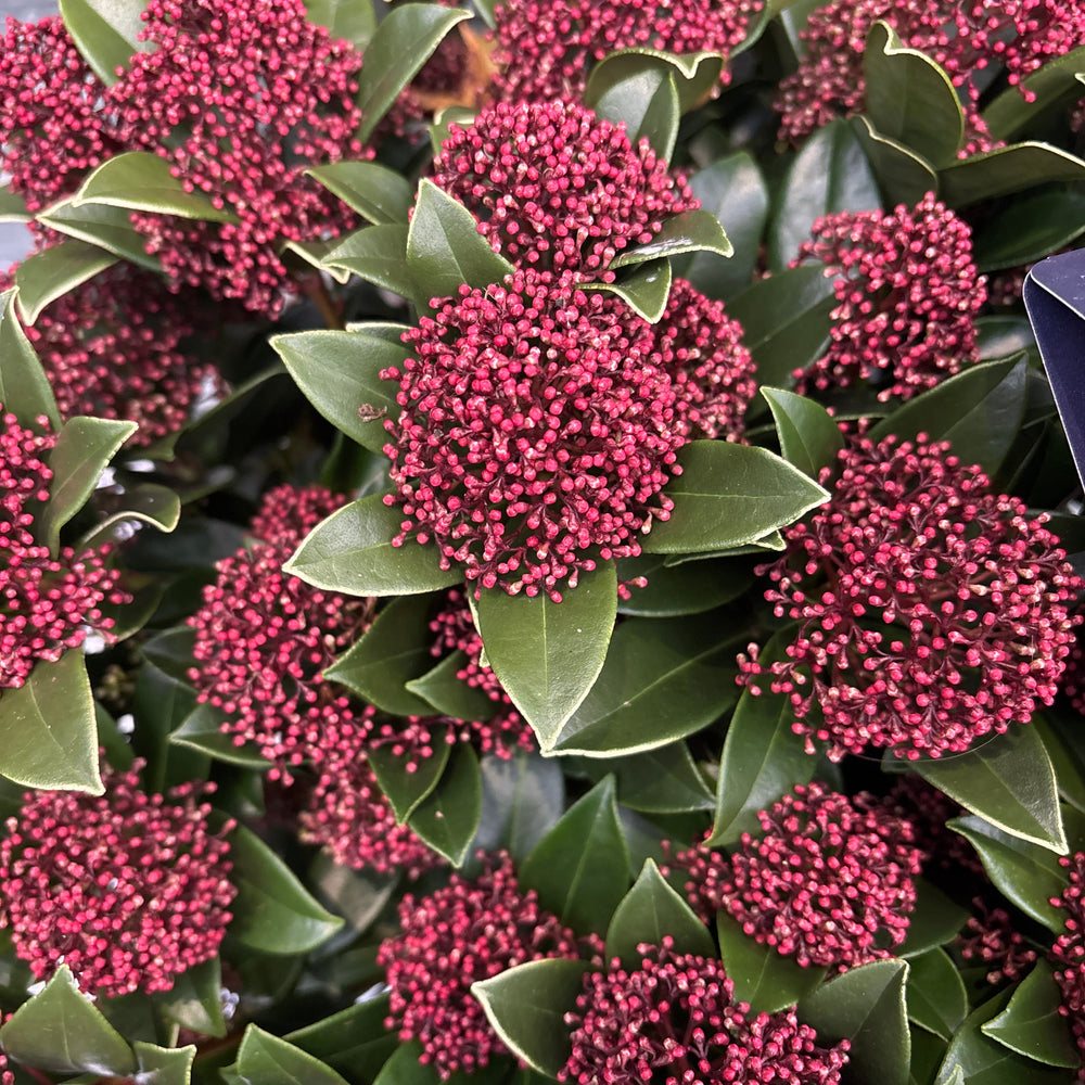 Skimmia Jap. Pink Dwarf  12 Ltr Pot - Shrubs - Windyridge Garden Centre