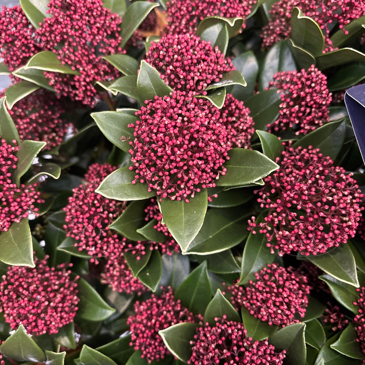 Skimmia jap. Pink Dwarf  12 Ltr pot