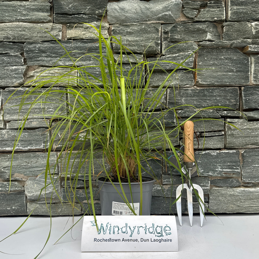 Calamagrostis brachytricha  2 Ltr pot