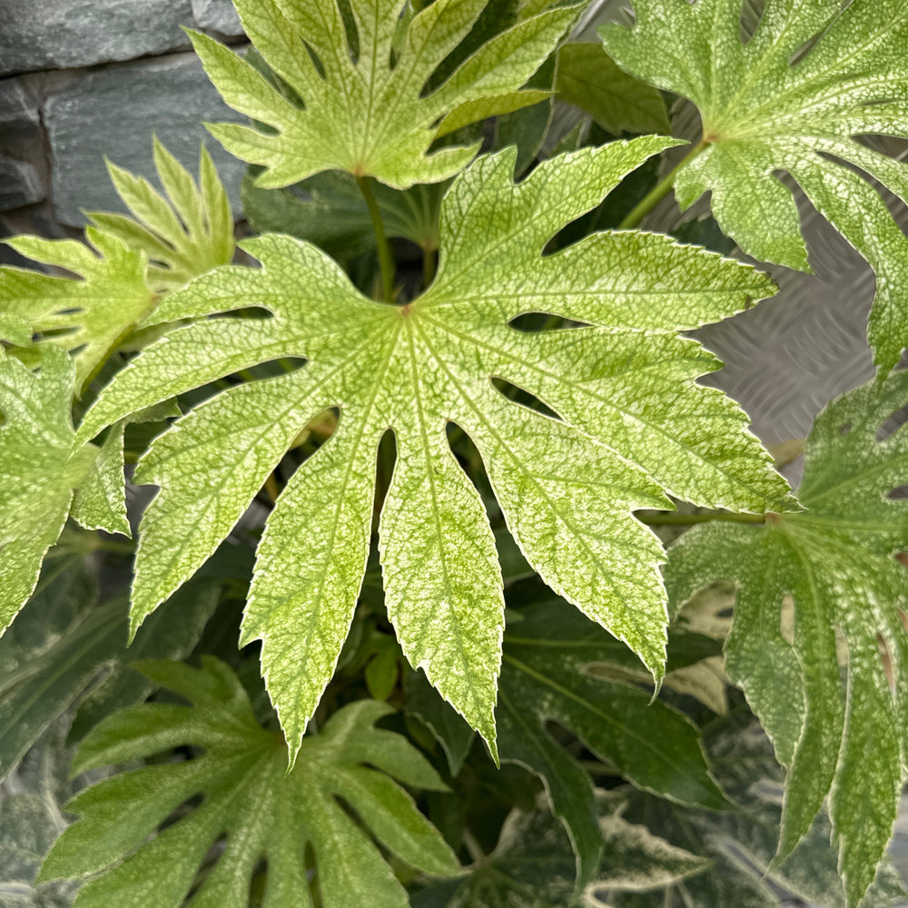 Fatsia Japonica Spiders Web - Shrubs - Windyridge Garden Centre