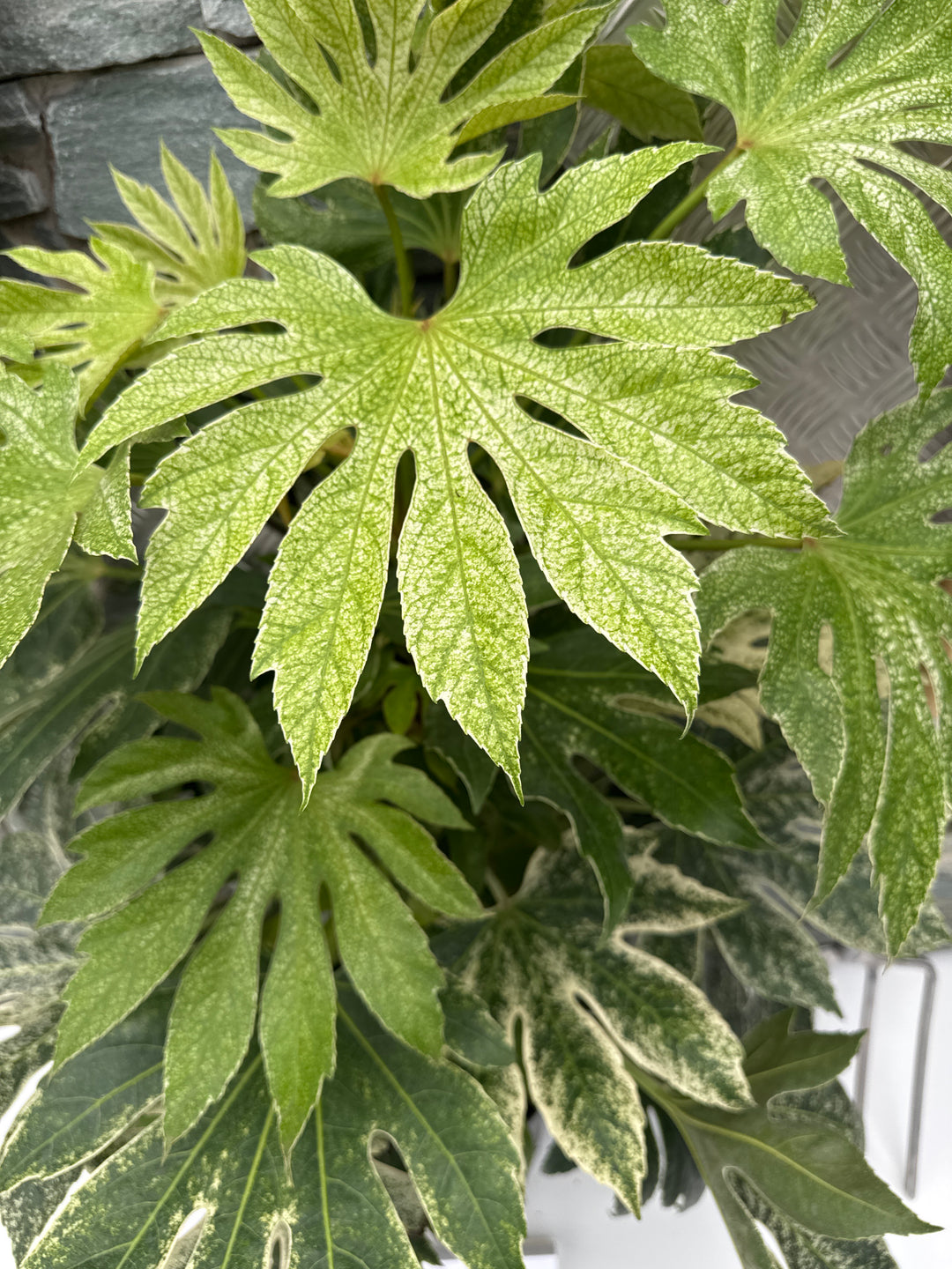 Fatsia japonica Spiders Web