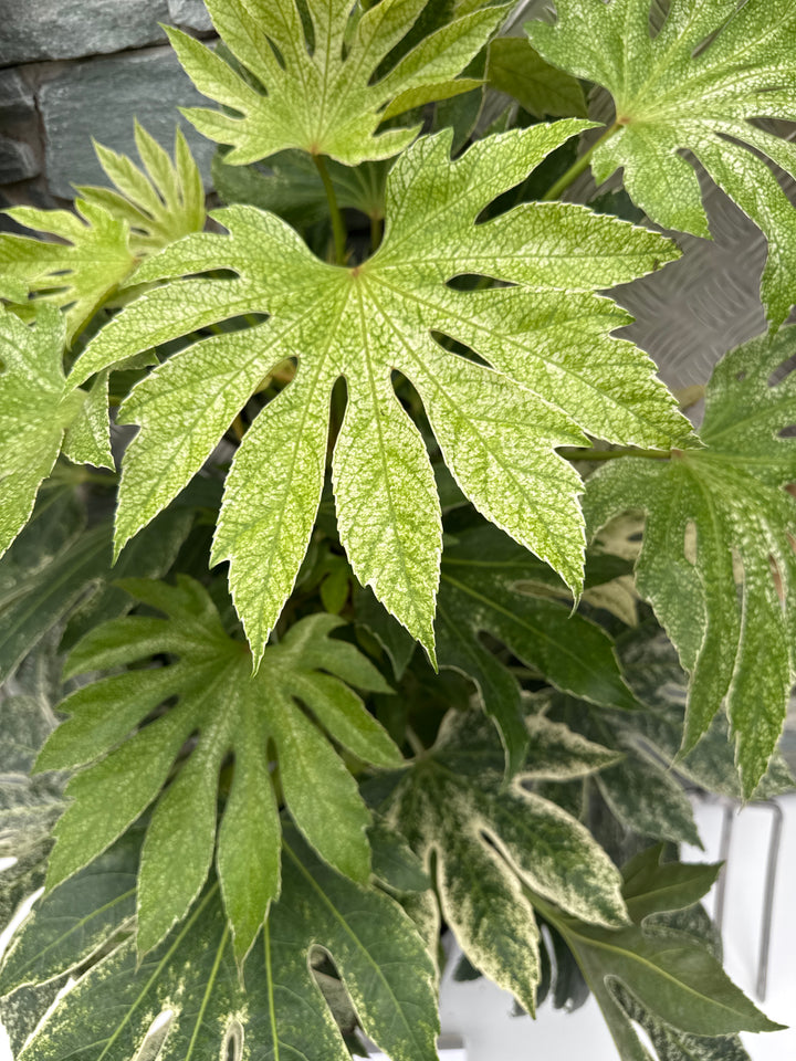 Fatsia japonica Spiders Web
