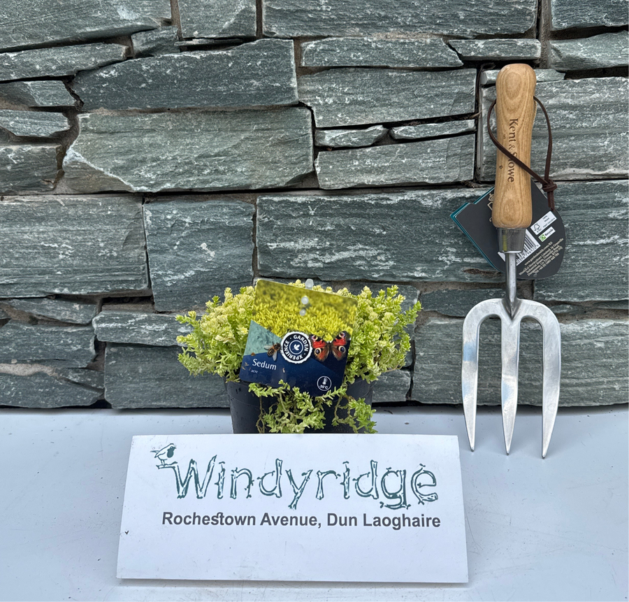 Sedum Acre Yellow Queen  P13 - Bedding - Windyridge Garden Centre