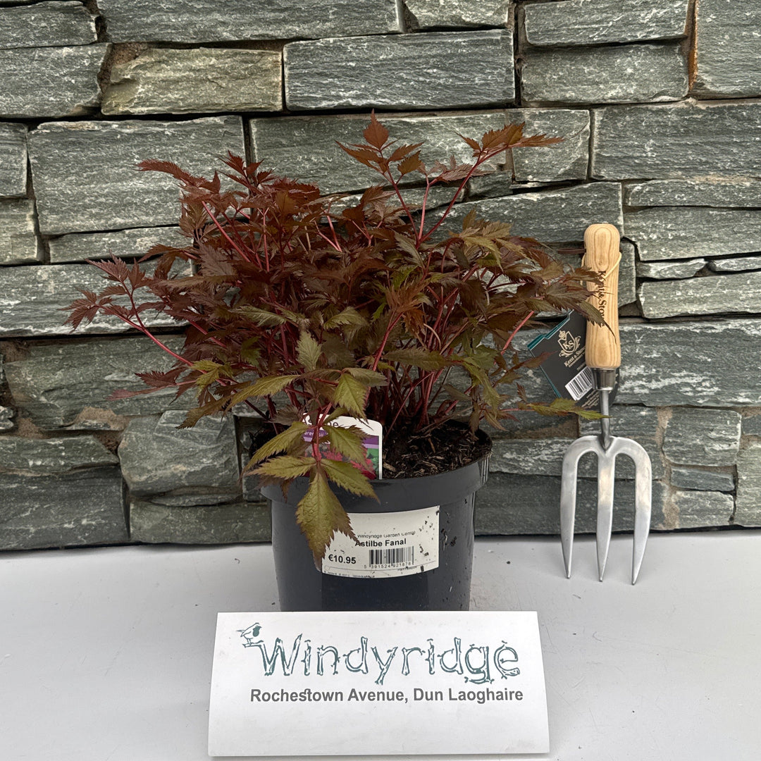 Astilbe Fanal - Herbaceous - Windyridge Garden Centre