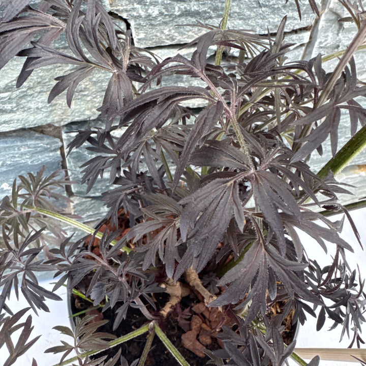 Sambucus nigra Black Lace