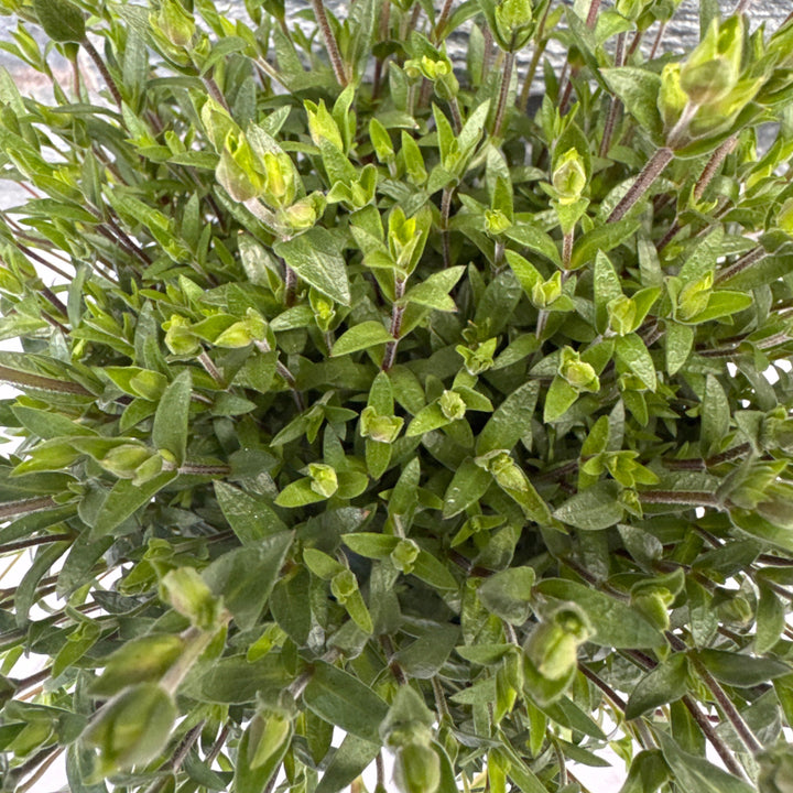 ARENARIA montana Blizzard