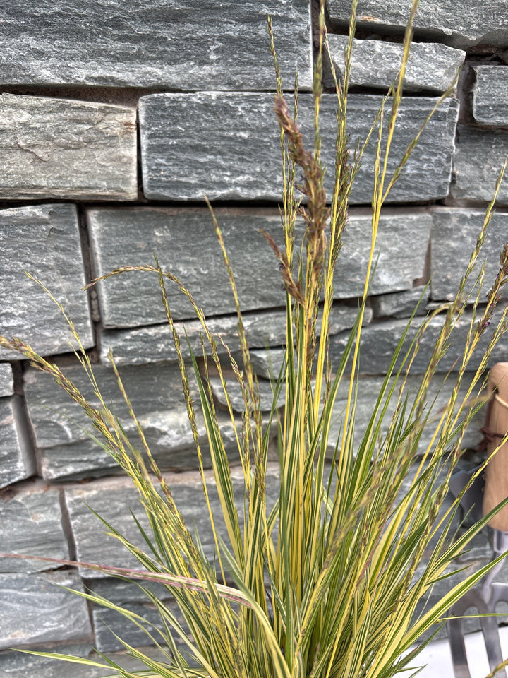 Molinia caerulea Variegata