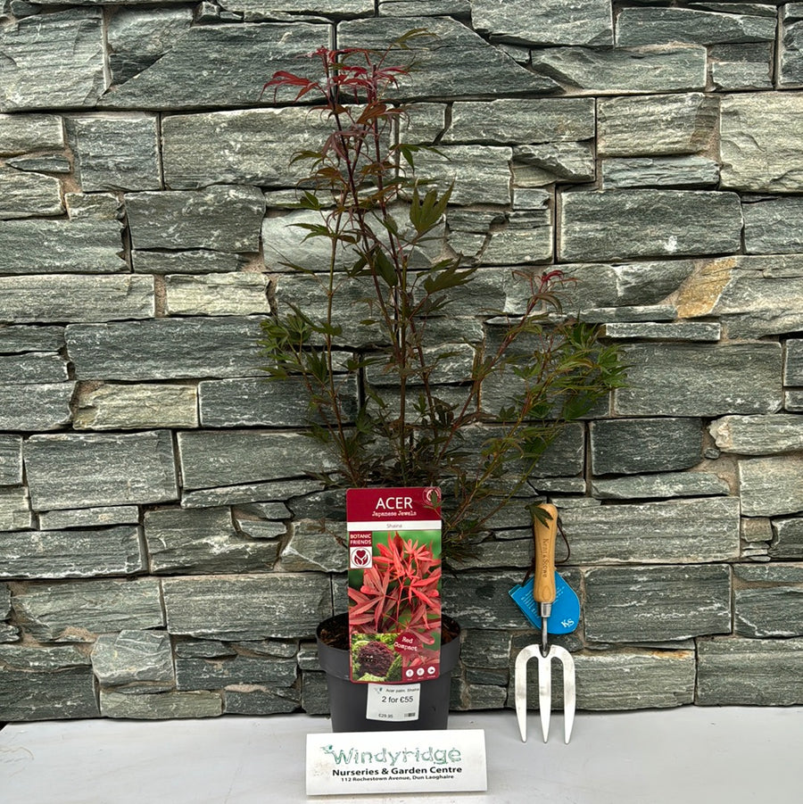 Acer Palm. Shaina - Trees - Windyridge Garden Centre
