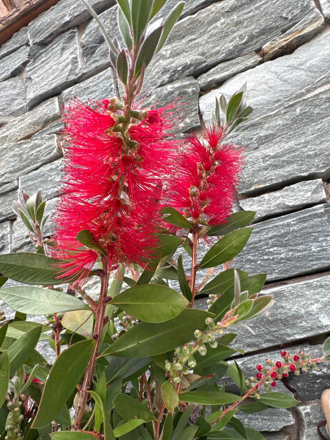 Callistemon laevis P19