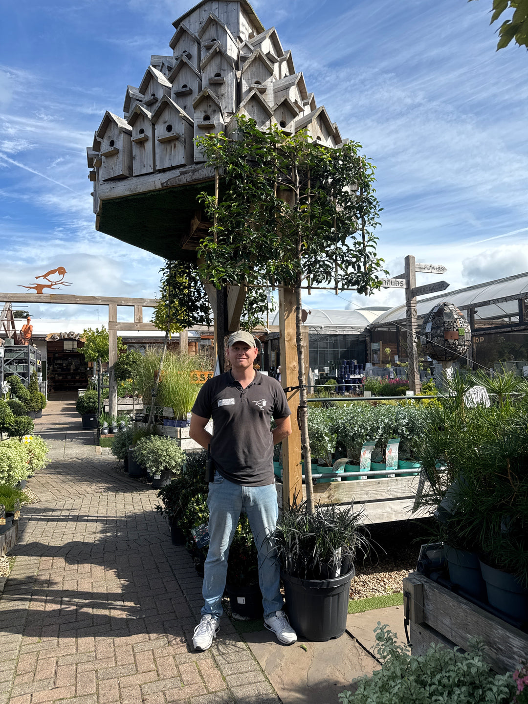 Prunus lusitanica 'Brenelia'
 180cm stem. 120x100 C 50 High-standard
 Pleached 12/14