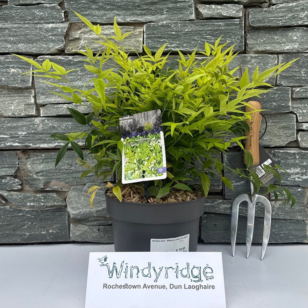 Nandina dom. Magical Lemon & Lime  3 Ltr pot
