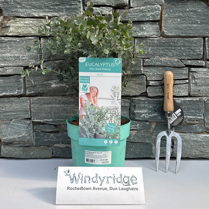 Eucalyptus Gunnii 'Azura'Ã‚Â® 3 Ltr Pot - Shrubs - Windyridge Garden Centre
