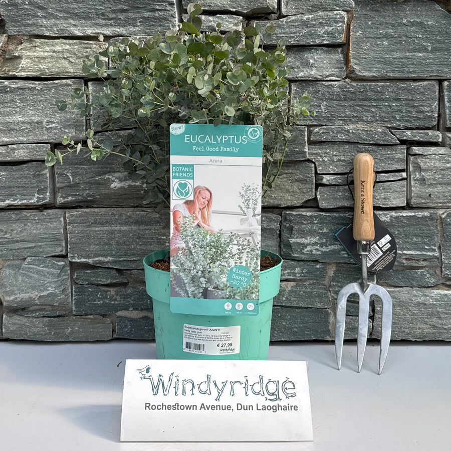 Eucalyptus Gunnii 'Azura'Ã‚Â® 3 Ltr Pot - Shrubs - Windyridge Garden Centre
