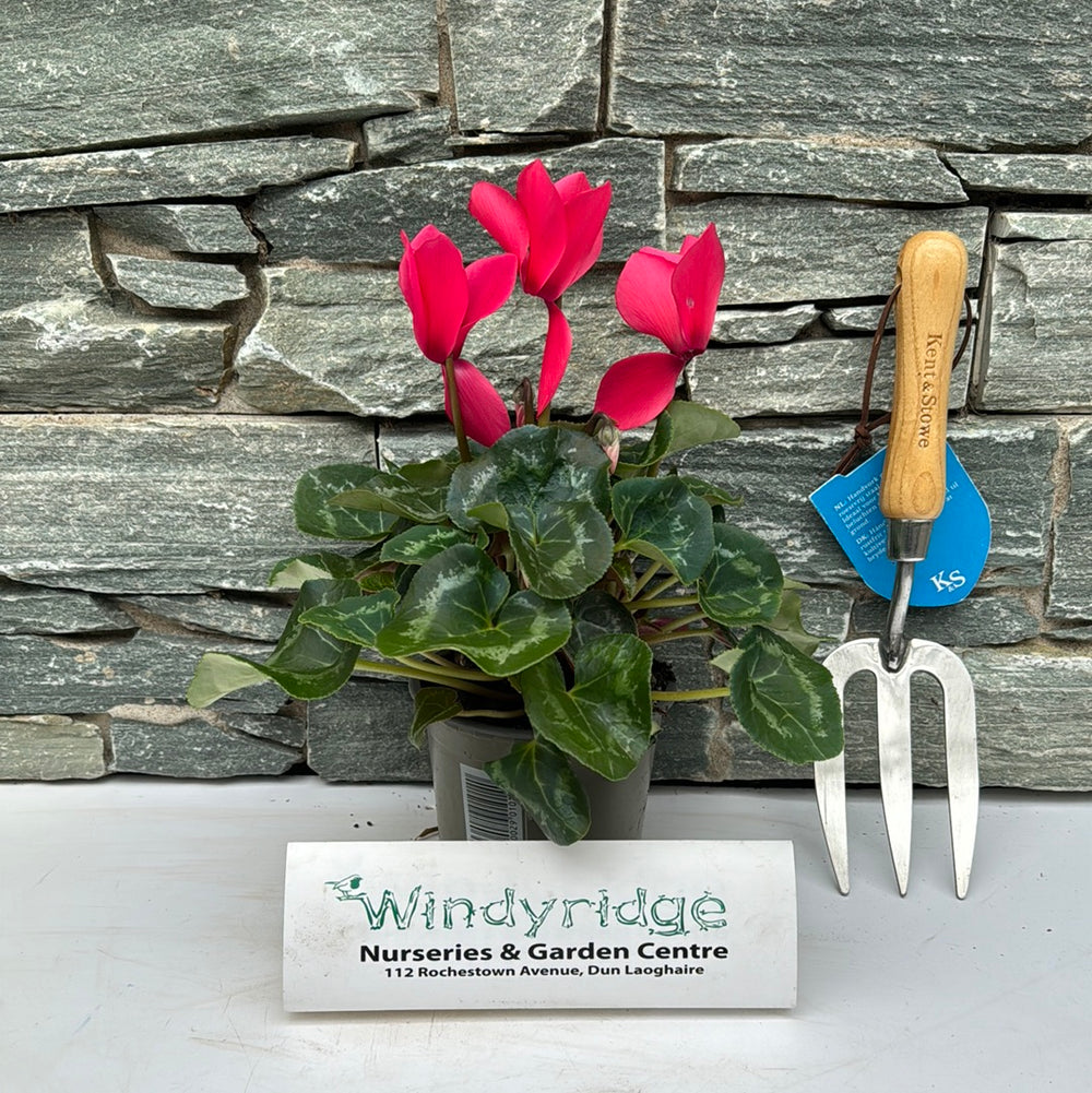 Cyclamen 13Cm - Bedding - Windyridge Garden Centre