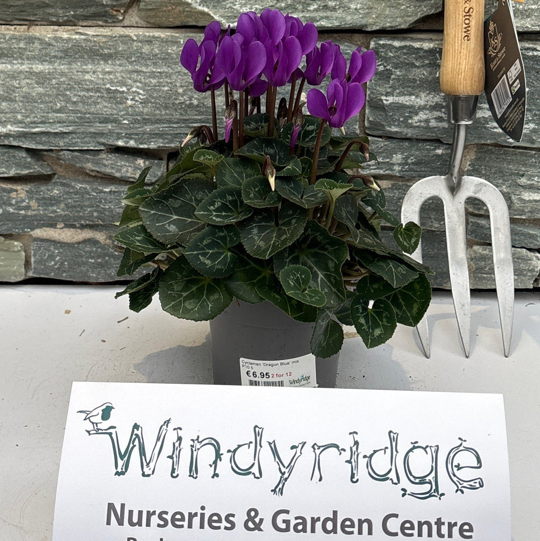 Cyclamen Dragon Blue mix  P10.5