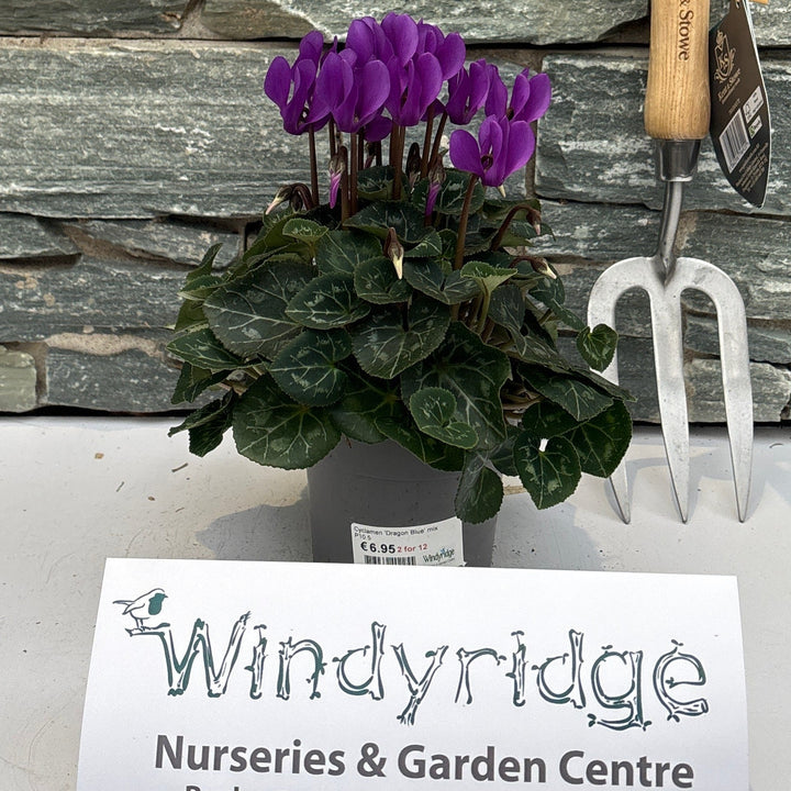 Cyclamen Dragon Blue mix  P10.5