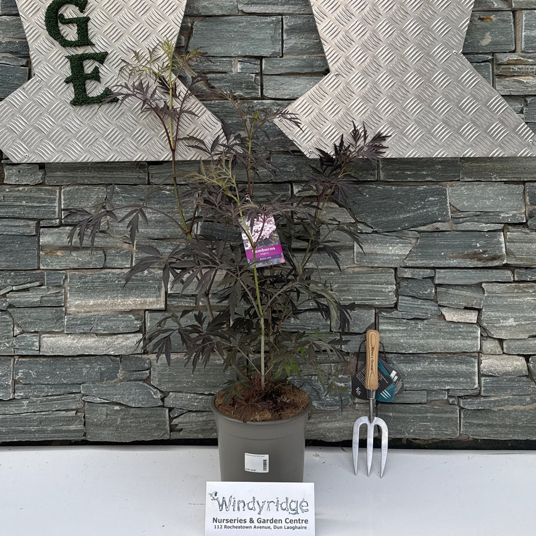 Sambucus nigra 'Black Lace' C5