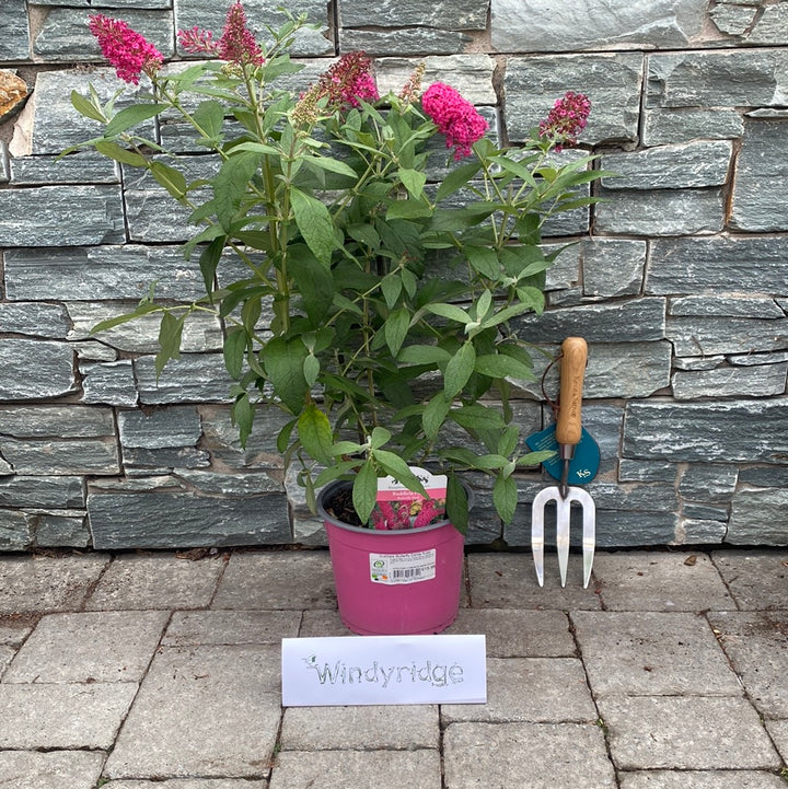 Buddleia Butterfly Candy Ruby