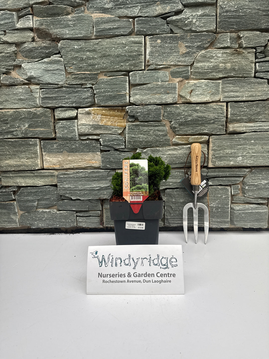 Chamaecyparis Obtus Nana Gracilis V2 50cm