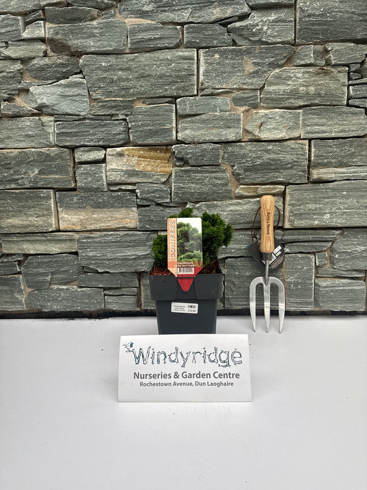 Chamaecyparis Obtus Nana Gracilis V2 50cm