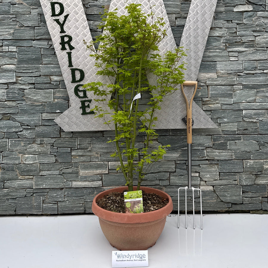 Acer Palm. Going Green  Ciotola 55 Lt 40 H 125 Cm    Ceppaia Ombrello - Trees - Windyridge Garden Centre