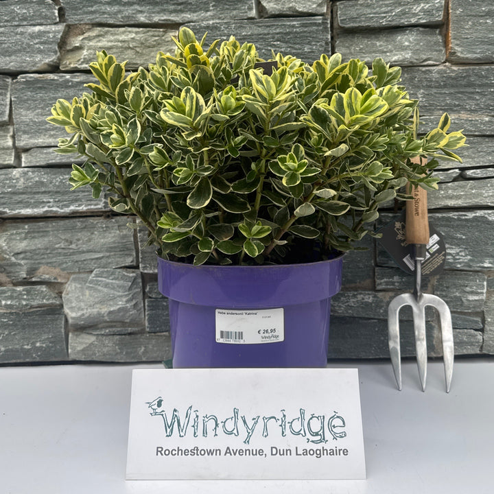 Hebe andersonii Katrina  5 Ltr pot