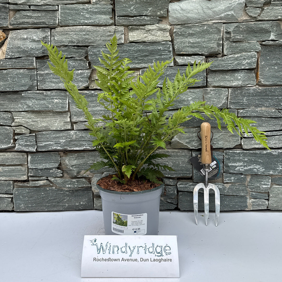 WOODWARDIA fimbriata 3L - Herbaceous - Windyridge Garden Centre
