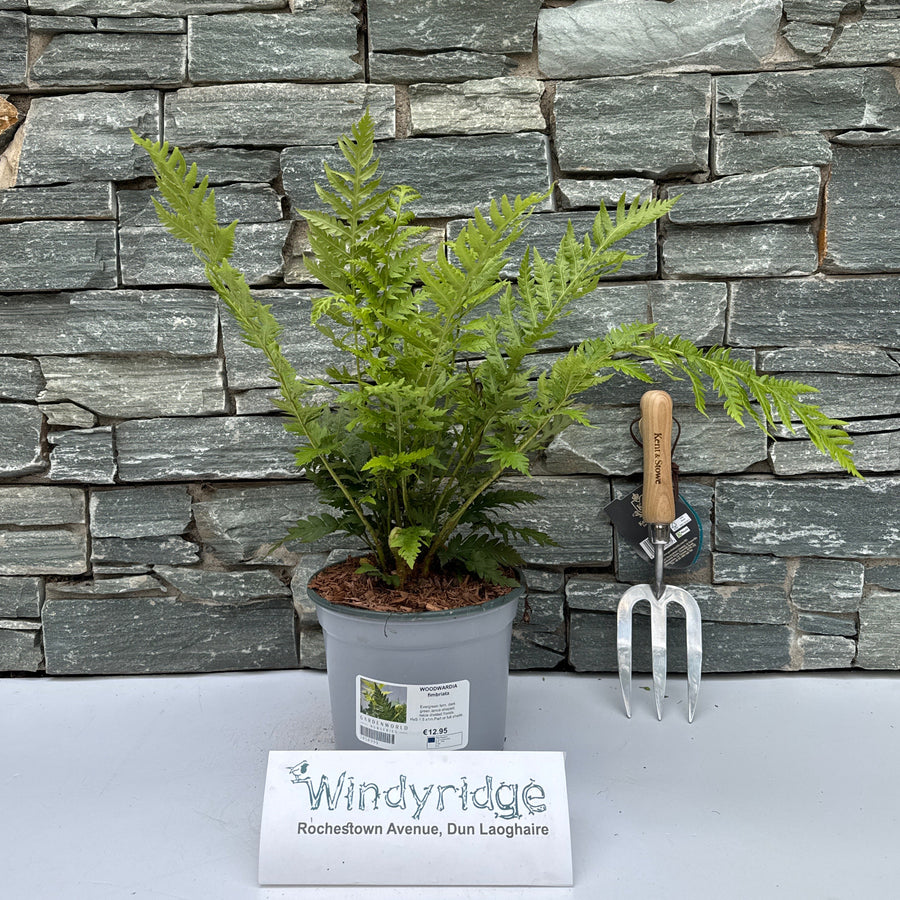 WOODWARDIA fimbriata 3L - Herbaceous - Windyridge Garden Centre