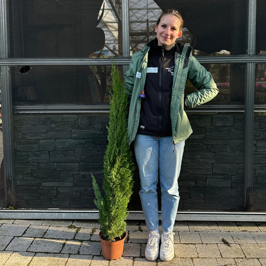 Cupressus Sempervirens  P21 - Shrubs - Windyridge Garden Centre