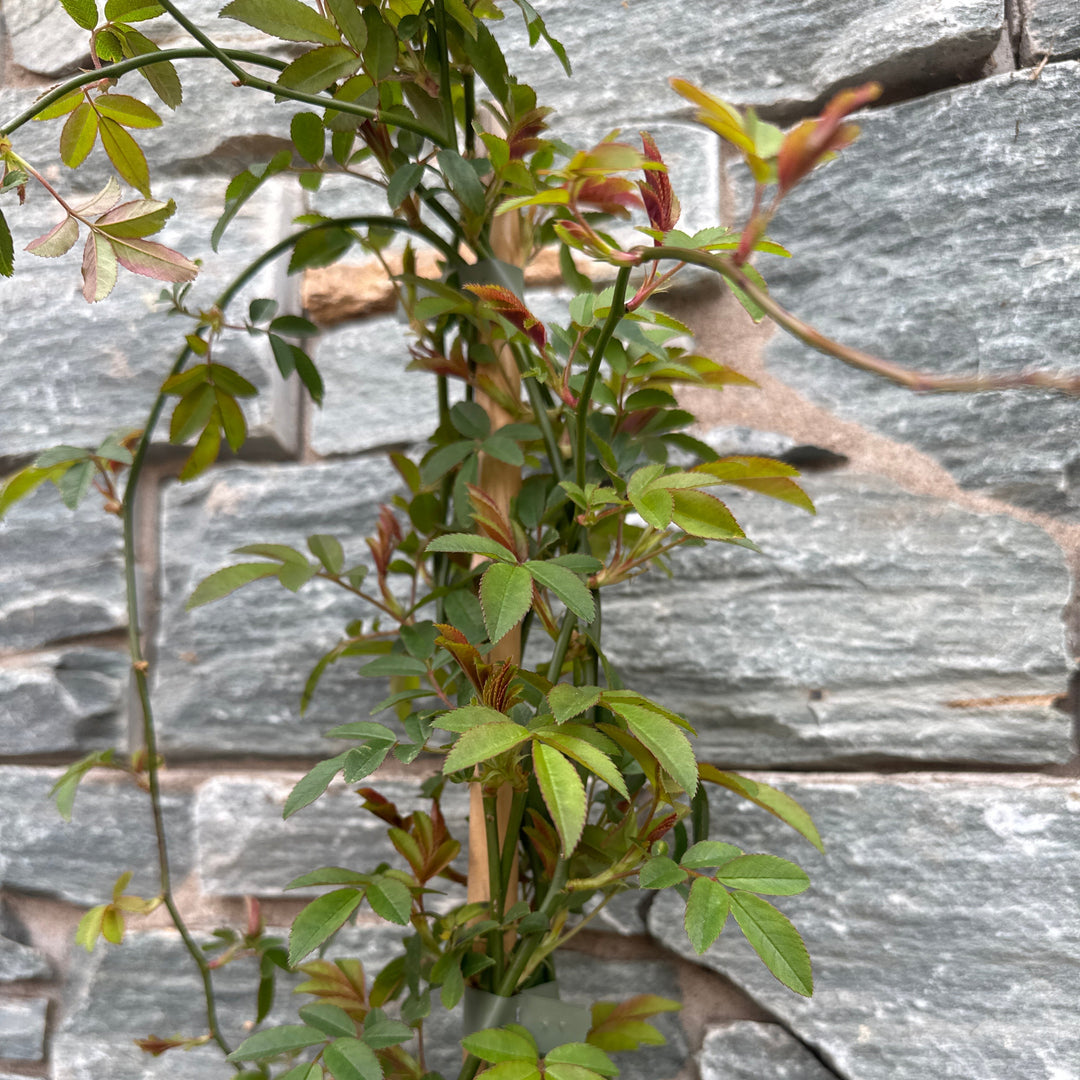ROSA banksiae Alba