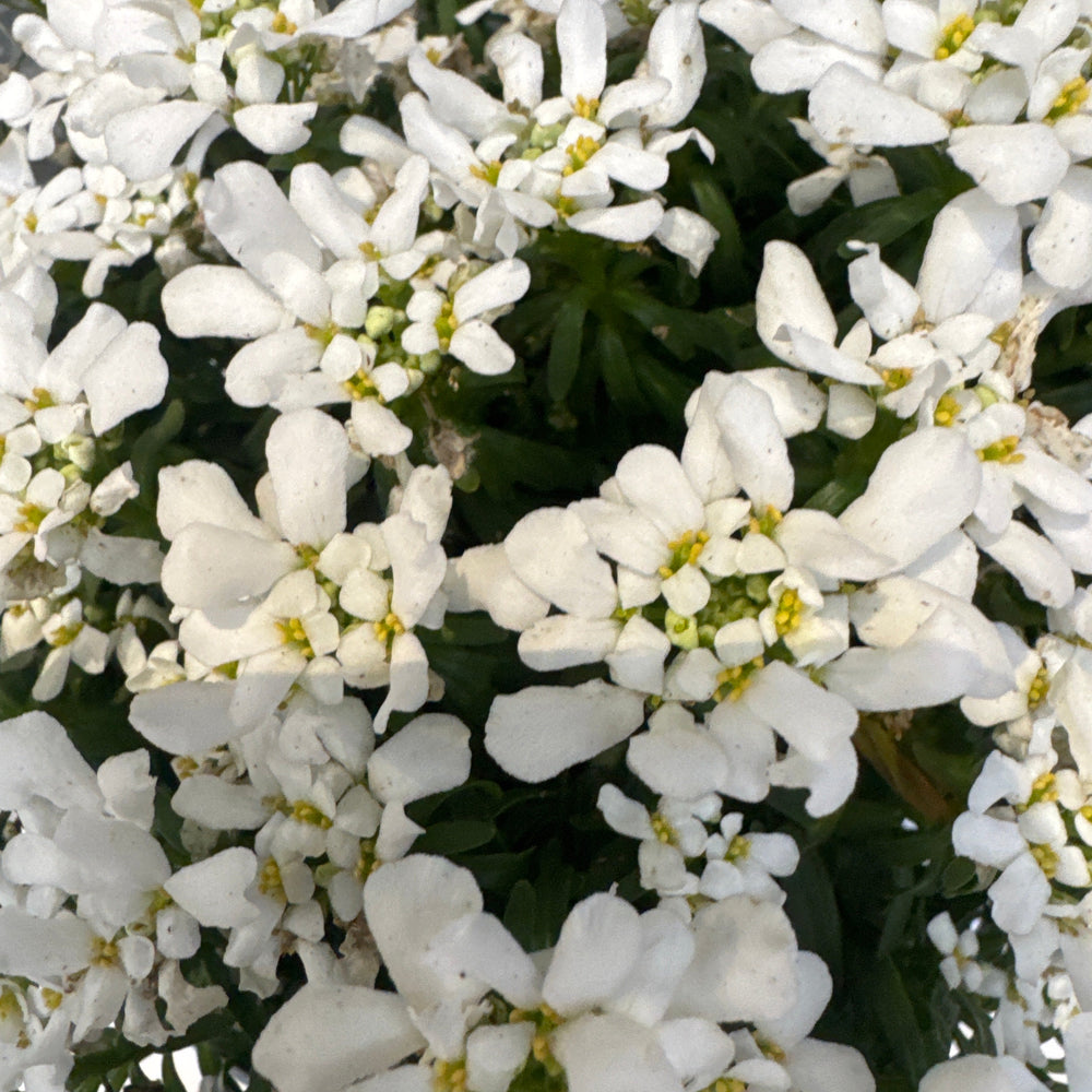 Iberis Semp. Snow Cone Mid - Herbaceous - Windyridge Garden Centre