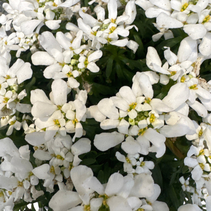 Iberis Semp. Snow Cone Mid - Herbaceous - Windyridge Garden Centre