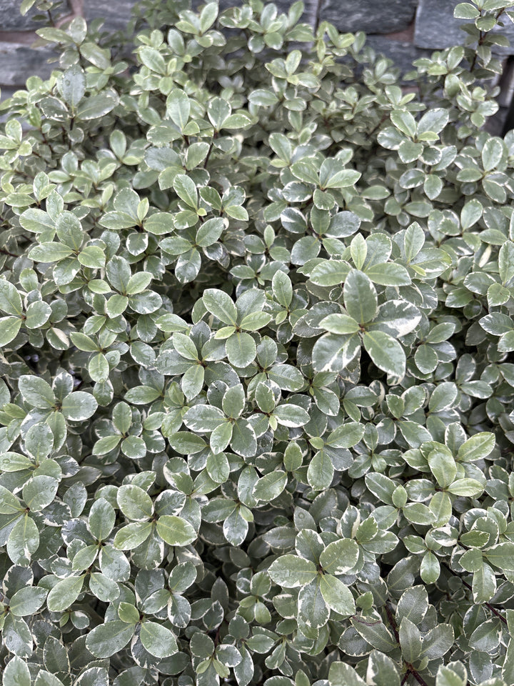 PITTOSPORUM 'Silver Ball' Ball 20L