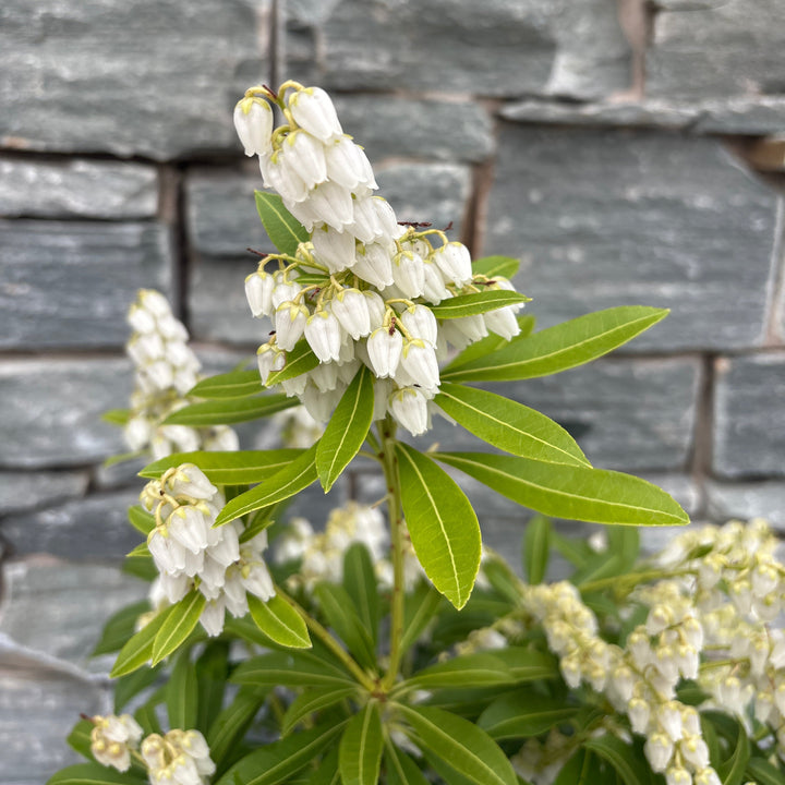 Pieris Purity