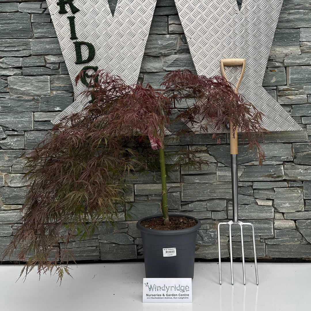 Acer pal. Tamukeyama C15