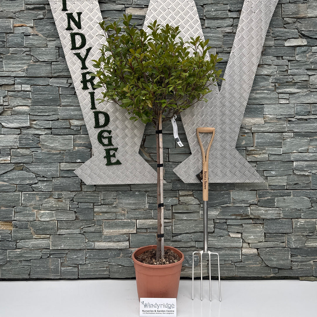 PHOTINIA SERR. RED ROBIN COMPATTA  CLT 18  CIRC.TR 04 - 06 CM  CHIOMA 40 - 50 CM 1/2 STD