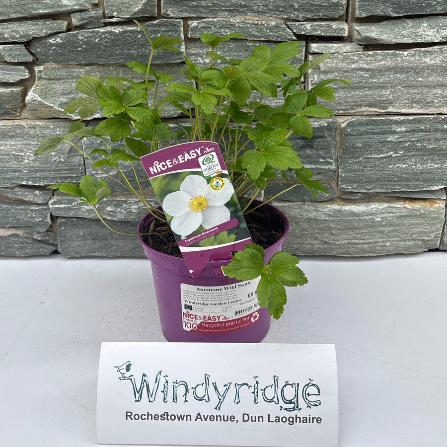 Anemone Wild Swan - Herbaceous - Windyridge Garden Centre
