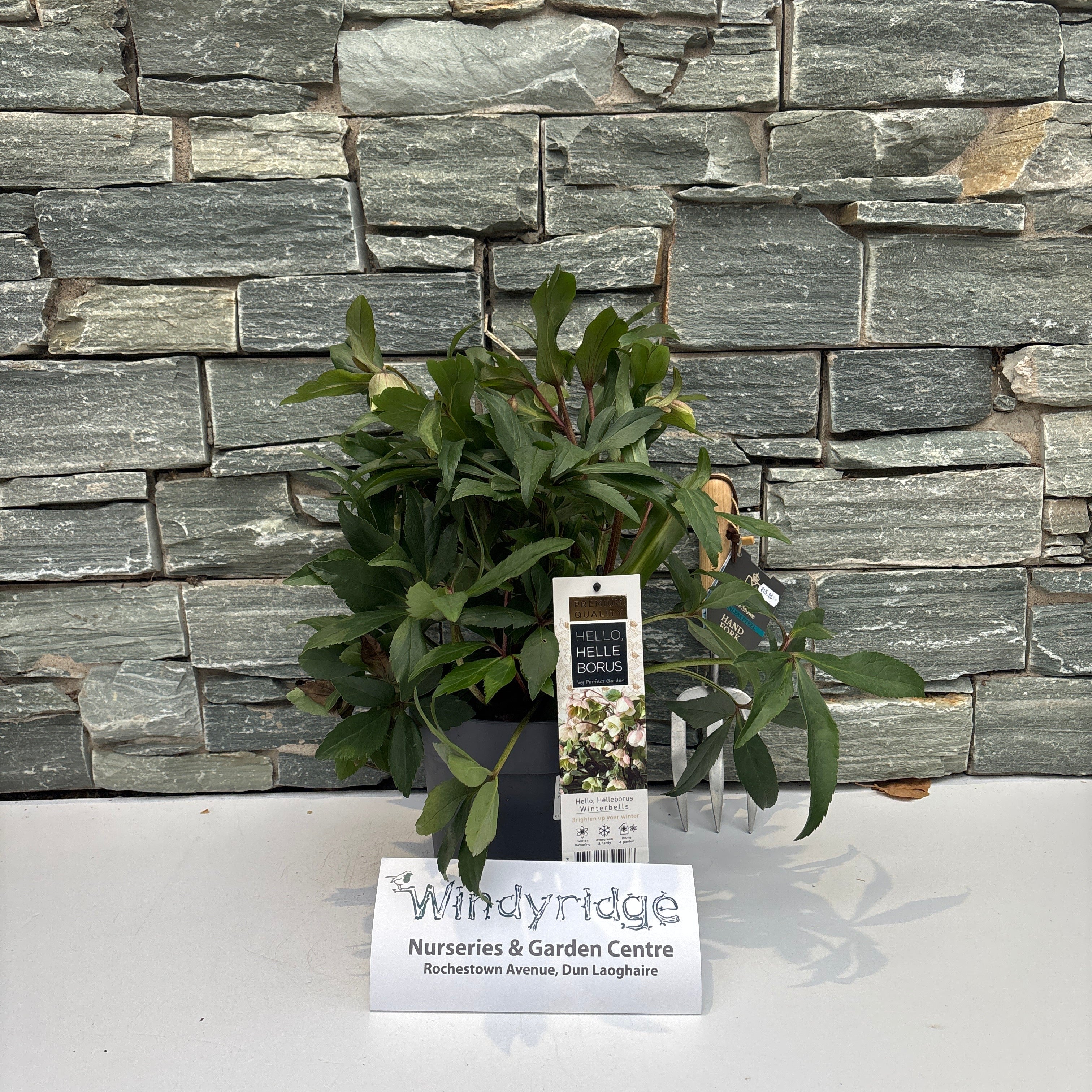 Helleborus Winterbells 3 Ltr pot – Windyridge Garden Centre