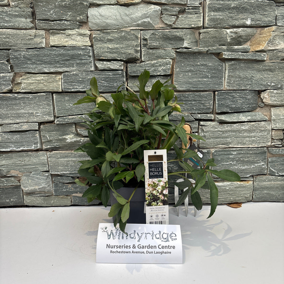 Helleborus Winterbells  3 Ltr pot