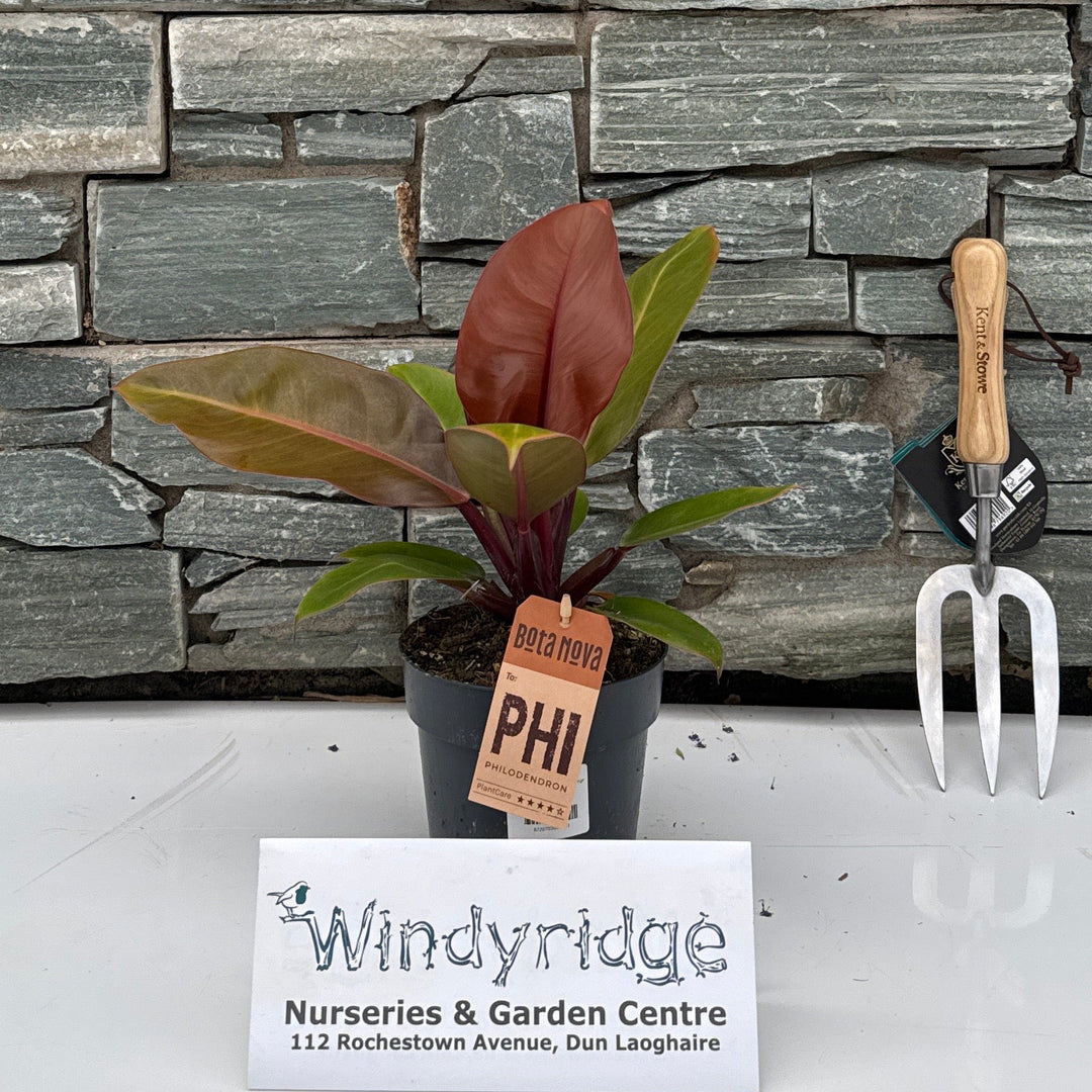 Philodendron 'Prince or Orange'