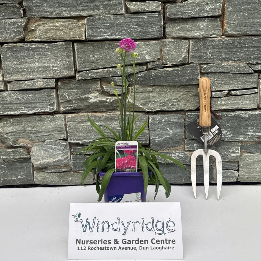 Armeria 1ltr - Bedding - Windyridge Garden Centre